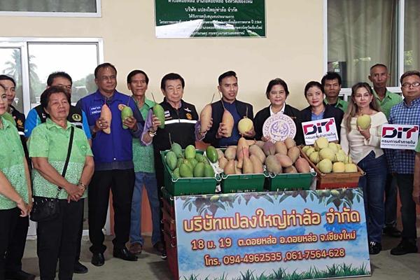 พาณิชย์ ลุยช่วยชาวสวน ดึงผู้ประกอบการซื้อมะม่วงแฟนซี จ.เชียงใหม่-ลำพูน