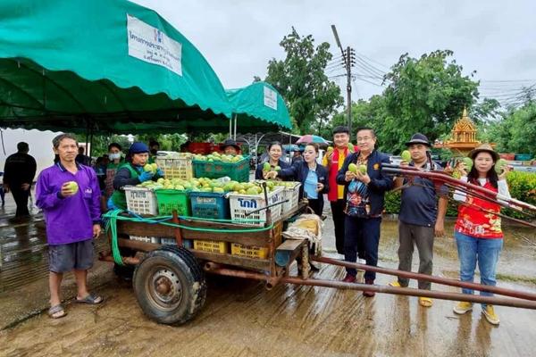 พาณิชย์ รับลูก‘พิชัย’ประสานผู้ประกอบการซื้อมะม่วงโชคอนันต์ จ.สุโขทัย 100 ตัน