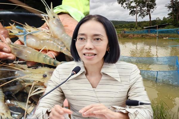 พาณิชย์ ขึ้นทะเบียน GI ใหม่ กุ้งก้ามกรามกาฬสินธุ์ ช่วยเพิ่มมูลค่า สร้างรายได้ชุมชน