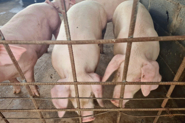 เกษตรกรผู้เลี้ยงหมูโคราช กังวลหลังไทยเปิดทางสหรัฐ นำเข้าสุกรไร้ภาษี หวั่นกระทบหนัก ราคาตก-ต้นทุนพุ่ง หมูเถื่อนทะลักตีตลาด อนาคตดับวูบ-ต้องเลิกอาชีพเลี้ยงหมู 
