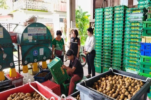 พาณิชย์ ลุยช่วยลำไย ดันโรงอบ-จุดร่อน เพิ่มจุดรับซื้อ พื้นที่เชียงใหม่ ลำพูน เชียงราย