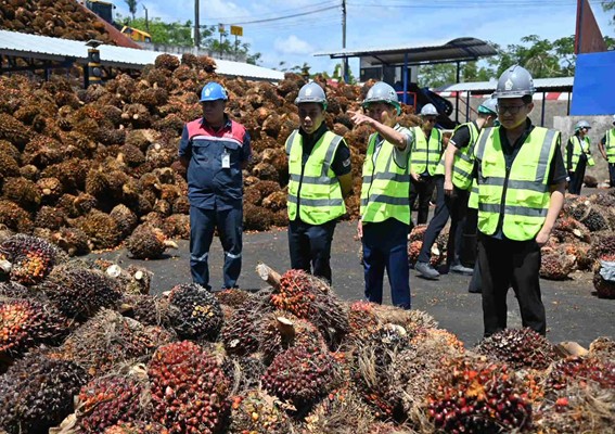พาณิชย์ ติดตามสถานการณ์ปาล์มน้ำมัน กำชับลานเท-โรงสกัดเตรียมพร้อมรับผลผลิต