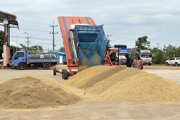 พาณิชย์ เผยราคาข้าวดีดตัวขึ้น ทั้งเปลือกเจ้า-หอมมะลิ หลังลุยมาตรการดูดซับผลผลิต
