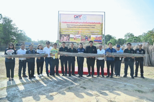 พาณิชย์ แจกท่อนพันธุ์มันคุณภาพเกษตรกร 5 ล้านลำ ลดเสี่ยงเกิดโรคใบด่าง