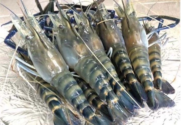 พาณิชย์ ขึ้นทะเบียน GI รายการใหม่ 'กุ้งก้ามกรามบางแพ' ของดีจังหวัดราชบุรี