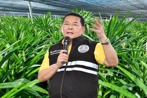 พาณิชย์ ขึ้นทะเบียน GI ใหม่ 'เตยหอมปทุม' ของดีรายการที่ 3 จ.ปทุมธานี