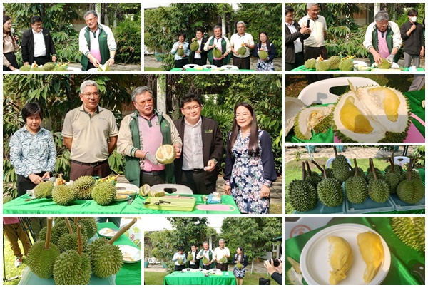 ทุเรียนกลางกรุง@เกษตรบางเขน ณ แปลงทดลอง 2 เรือนองุ่นปวิณ ปุณศรี ภาควิชาพืชสวน คณะเกษตร มหาวิทยาลัยเกษตรศาสตร์