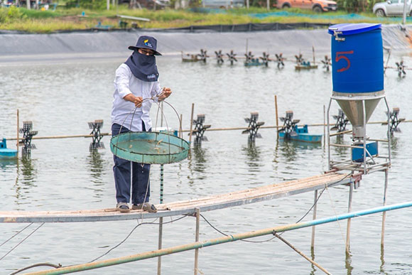 5699 TFM low carbon shrim 1