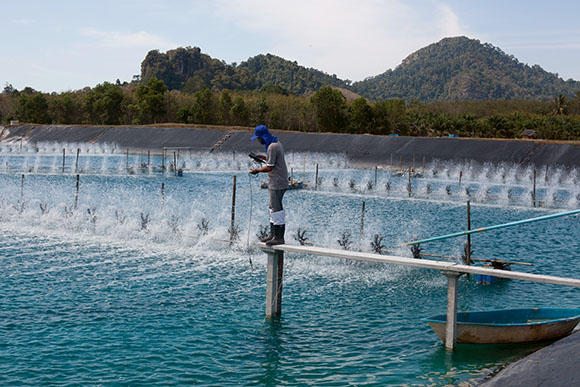 5699 TFM low carbon shrim 2