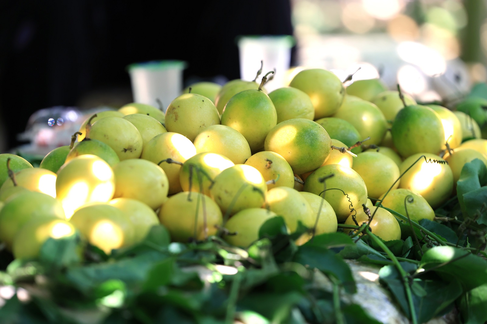 สวพส. ขยายองค์ความรู้ปรับระบบเกษตรบนพื้นที่สูง สู่เกษตรที่เป็นมิตรกับสิ่งแวดล้อม ลดการเผา แก้ปัญหา PM 2.5 อย่างยั่งยืนในอำเภอแม่แจ่ม