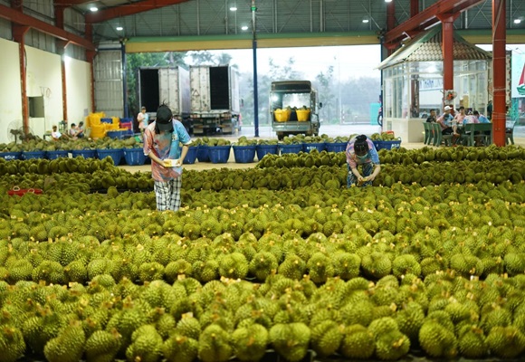 เวียดนามส่งออก 'ผัก-ผลไม้' พุ่งสูงเป็นประวัติการณ์ ในปี 2023