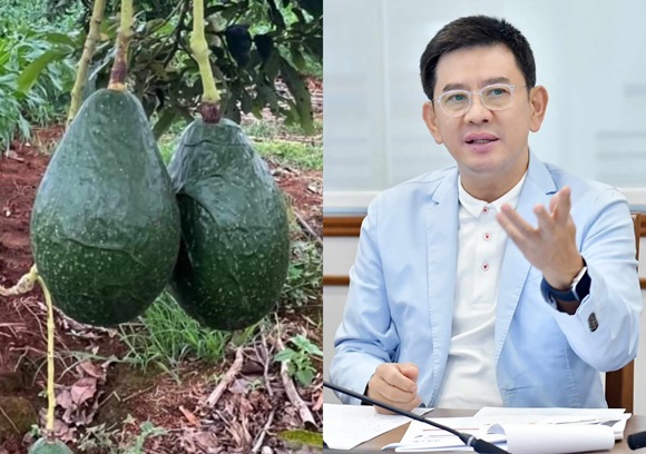 กรมทรัพย์สินทางปัญญา ขึ้นทะเบียนสินค้า GI รายการใหม่ 'อะโวคาโดตาก'