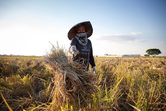 เกษตรกรลาวเจอพิษ 'เงินกีบ' อ่อนค่า ราคาปุ๋ย-เมล็ดพืช-เชื้อเพลิงพุ่ง