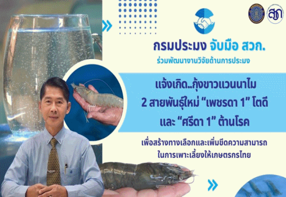 กรมประมง จับมือ สวก. ร่วมพัฒนางานวิจัยด้านการประมง แจ้งเกิด..กุ้งขาวแวนาไม 2 สายพันธุ์ใหม่'เพชรดา 1' โตดี และ'ศรีดา 1'