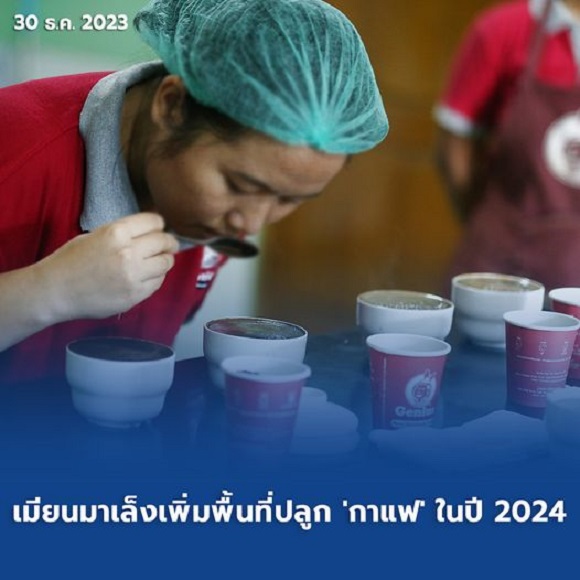 เมียนมาเล็งเพิ่มพื้นที่ปลูก'กาแฟ ในปี 2024’