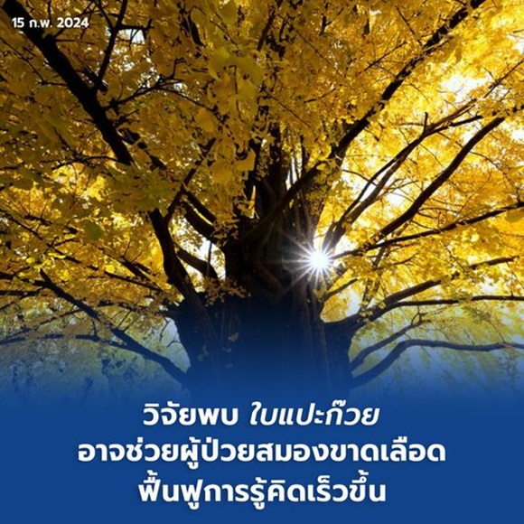 วิจัยพบ 'ใบแปะก๊วย' อาจช่วยผู้ป่วยสมองขาดเลือดฟื้นฟูการรู้คิดเร็วขึ้น