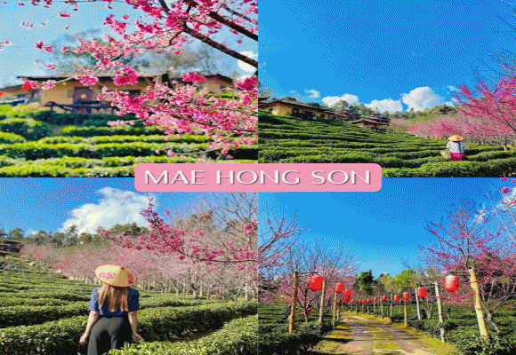 ททท. ชวนไปตามล่าเสือสุดโรแมนติก ให้การ ‘มาเหนือ’ ในต้นปีนี้เที่ยวฟินกว่าที่เคย