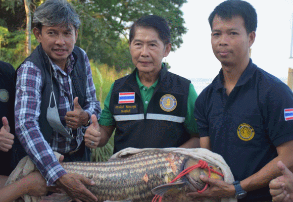 กรมประมง...ย้ำชัด!!'ยี่สก'ต้องไม่หายไปจากลุ่มน้ำโขง จัดทีมตั้งแคมป์รวบรวมพ่อแม่พันธุ์จากธรรมชาติ เพื่อเร่งเพิ่มผลผลิตลูกพันธุ์ปล่อยฟื้นคืนสมดุลสู่ระบบนิเวศอย่างยั่งยืน