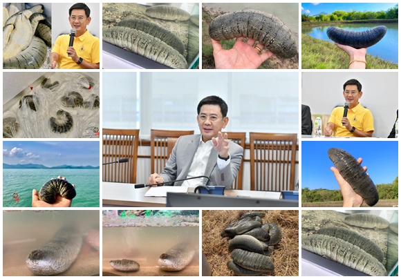 พาณิชย์ขึ้นทะเบียน 'ปลิงทะเลเกาะยาว' เป็นสินค้า GI รายการใหม่ จ.พังงา
