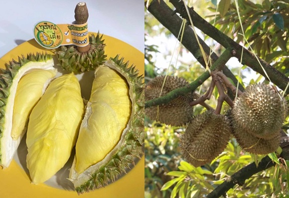 พาณิชย์ ขึ้นทะเบียน GI ใหม่ 'ทุเรียนหมอนทองเขาบรรทัด'มั่นใจเพิ่มชื่อเสียง เพิ่มรายได้