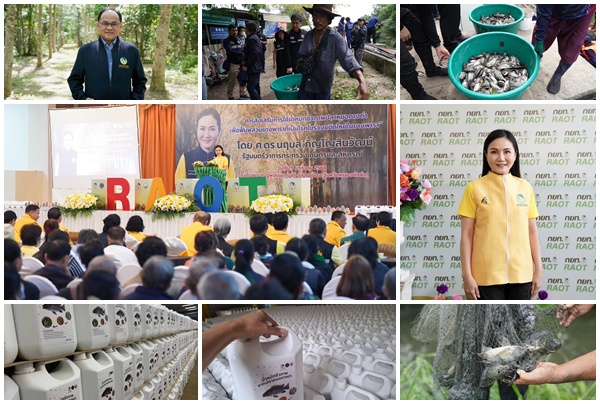 กยท. ทุ่มงบ 12 ล้าน รับซื้อปลาหมอคางดำ เฟส 2 เริ่มแล้ว!! ผ่านจุดรวบรวมฯ กรมประมง เตรียมส่งผลิตเป็นน้ำหมักชีวภาพฯ