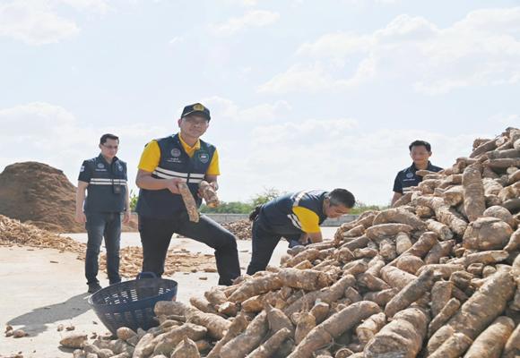 พาณิชย์ จัดทีมเฉพาะกิจ ตรวจสอบการซื้อขายมัน รับฤดูเก็บเกี่ยวที่จะเริ่ม ธ.ค.นี้