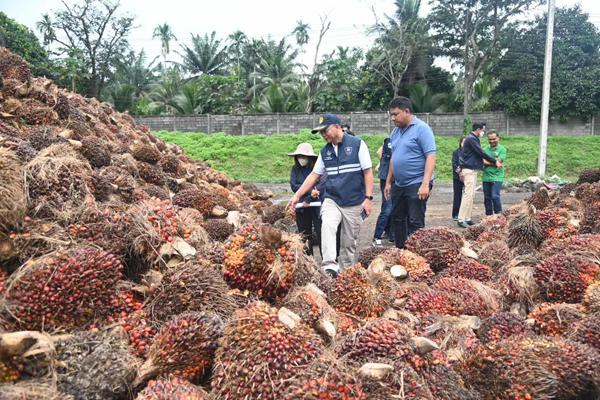 ซื้อปาล์มกระบี่ตรัง