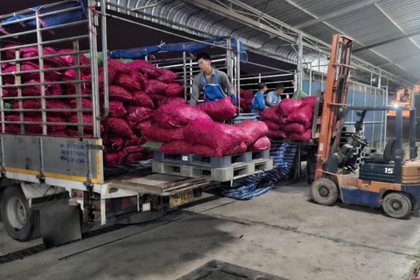 พาณิชย์ นำผู้ประกอบการซื้อพริกสดล็อตใหญ่ บรรเทาความเดือดร้อนเกษตรกรน่าน