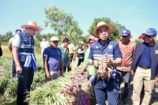 พาณิชย์ ลงพื้นที่ติดตามหอมแดงศรีสะเกษ ขนทัพผู้ส่งออก-ผู้ประกอบการเข้าซื้อเต็มสูบ