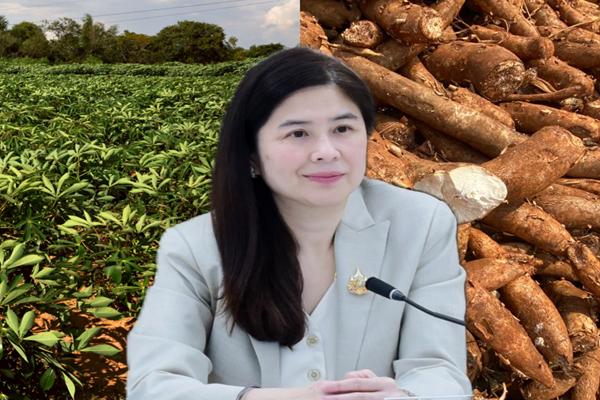 บุกขายมันสำปะหลัง