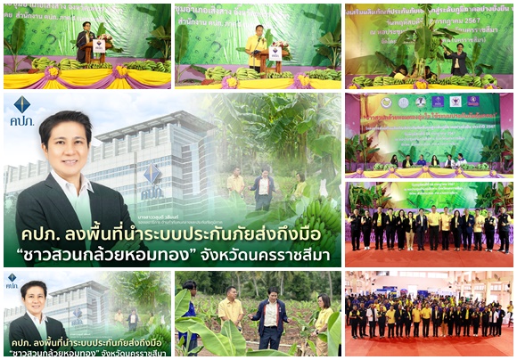 คปภ.ลงพื้นที่นำระบบประกันภัยส่งถึงมือ'ชาวสวนกล้วยหอมทอง'จังหวัดนครราชสีมา