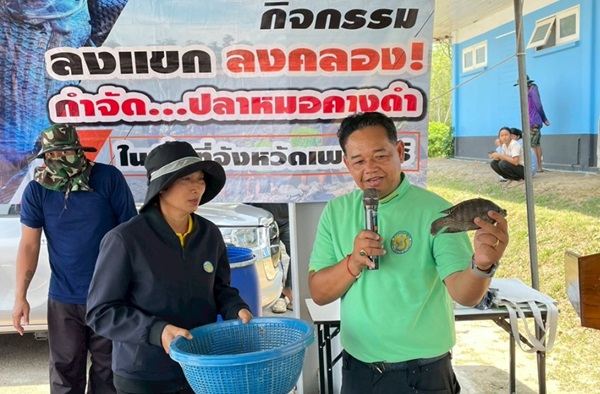 นักวิชาการแม่โจ้แนะ เร่งกำจัด สกัดกั้น'หมอคางดำ'นักล่าอาณาจักรแห่งลุ่มน้ำ ก่อนปลาไทยสูญพันธุ์