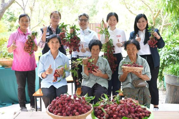 พาณิชย์ ลงพื้นที่พบเกษตรกรผู้ปลูกลิ้นจี่ค่อมสมุทรสงคราม ช่วยทำตลาด-คุมเข้มคุณภาพ
