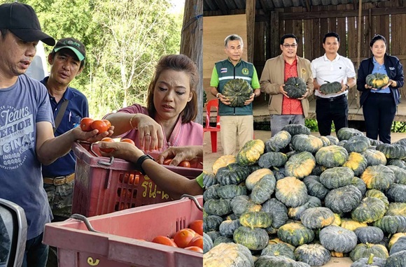 พาณิชย์เชียงใหม่ นำผู้ประกอบการซื้อ 'มะเขือเทศ-ฟักทอง'จากเกษตรกรราคานำตลาด      