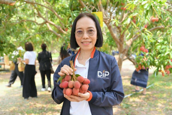 พาณิชย์ ช่วยเพิ่มช่องทางการตลาด 'ลิ้นจี่นครพนม'คาดปีนี้เกษตรกรมีรายได้ 120 ล้าน