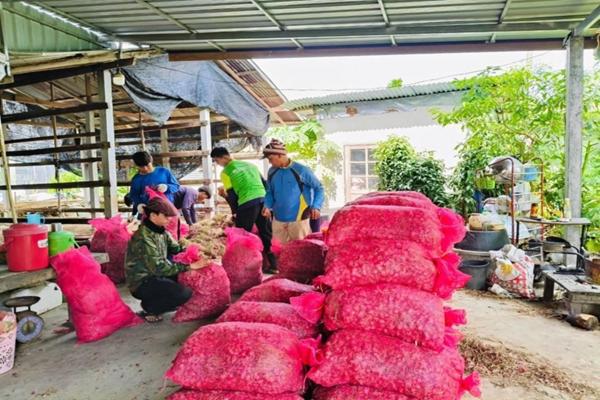 พาณิชย์ ประสานผู้ประกอบการ เข้ารับซื้อหอมแดง ดันราคาให้เกษตรกร เผยปีนี้คุณภาพดีมาก