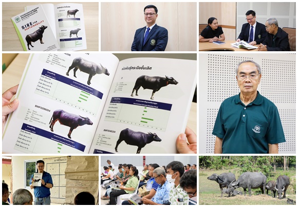  ‘ความสามารถทางพันธุกรรมพ่อแม่พันธุ์กระบือ 2566’ พัฒนาศักยภาพทางพันธุกรรมและเพิ่มประสิทธิภาพการผลิตกระบือไทย     