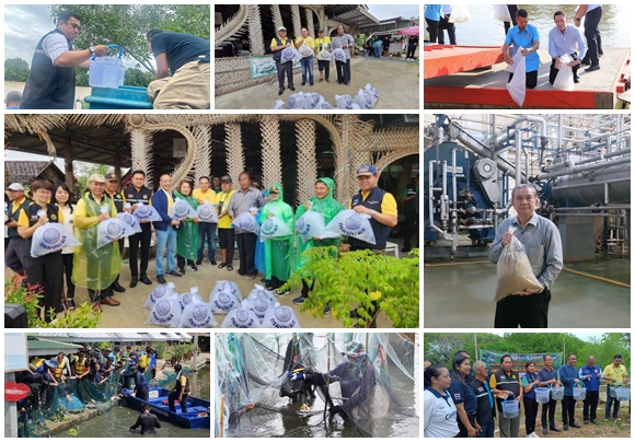 CPF เดินหน้าร่วมกับกรมประมงและโรงงานปลาป่นลงพื้นที่จัดการปลาหมอคางดำแล้ว เริ่มเห็นผลอย่างเป็นรูปธรรม ชาวประมงในสมุทรสาครมั่นใจปลาหมอคางดำหายไปจากพื้นที่แล้ว 80%    