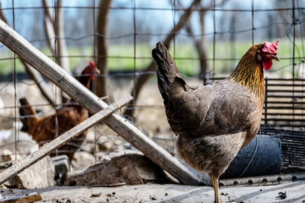 Trump’s drive to reshape government threatens bird flu response