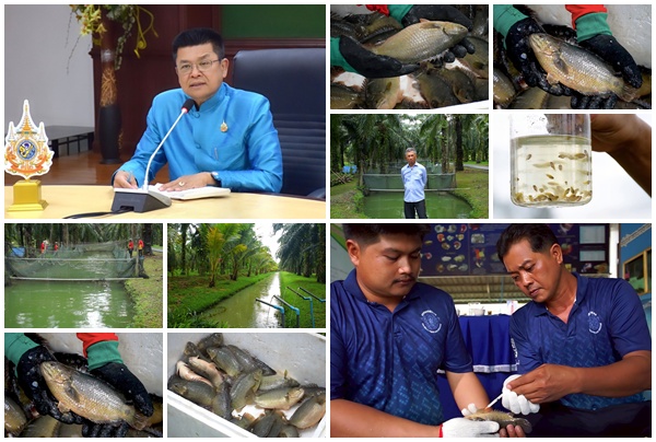 กรมประมง..โชว์ผลงานพัฒนาสายพันธุ์สัตว์น้ำเศรษฐกิจ ปรับโฉม'ปลาหมอชุมพร 1'ให้รูปร่าง แบน หนา ดูมีขนาดใหญ่ ตอบโจทย์เทรนด์ตลาดยุคใหม่ 