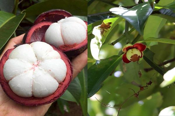 พาณิชย์ ขึ้นทะเบียน GI รายการใหม่ 'มังคุดในสายหมอกเบตง'ของดี จ.ยะลา