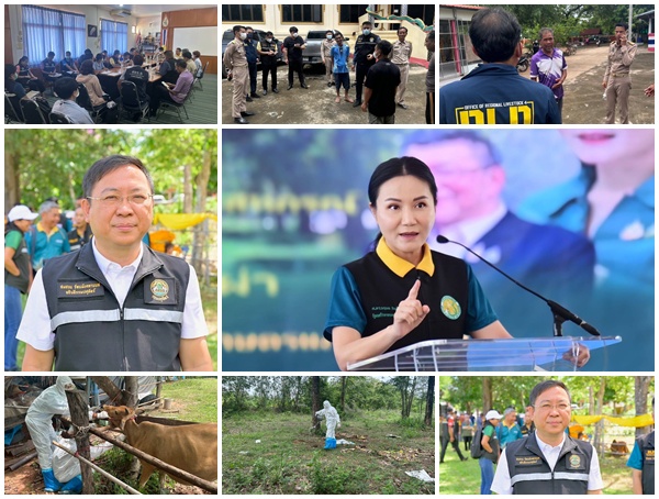 'ปศุสัตว์' ยืนยันไม่พบสัตว์ป่วย-ตายจากแอนแทรกซ์ในหนองบัวลำภู