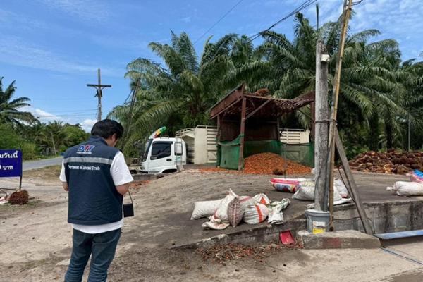 พาณิชย์ ร่วมมือตำรวจ บก.ปคบ. จับลานปาล์มส่งดำเนินคดี ฐานลักลอบทำปาล์มร่วง