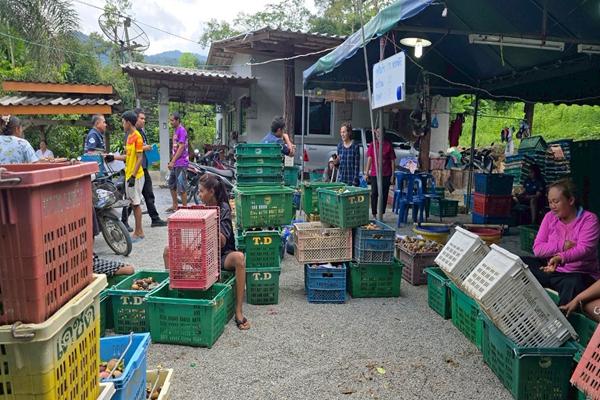 พาณิชย์ ลุยช่วยมังคุดนครศรีธรรมราช ดึงล้ง ห้างเข้าซื้อ ดันราคาขยับขึ้นต่อเนื่อง