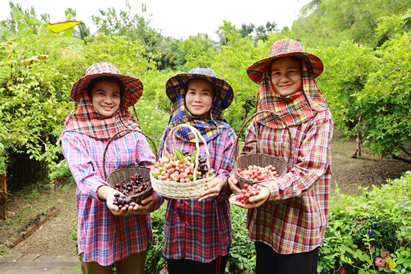 เบอร์รีไทย ต้องแมส!พันธุ์ไทยเสิร์ฟ 'มะม่วงหาว มะนาวโห่'ยกระดับผลไม้พื้นถิ่น จ.สมุทรสงคราม 