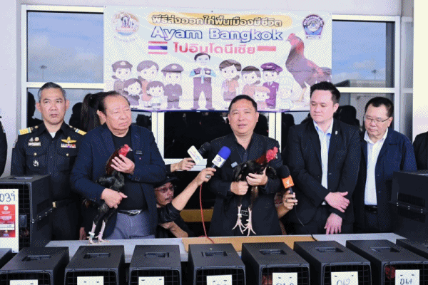 กรมปศุสัตว์ ติดตามความก้าวหน้าการส่งออก ไก่พื้นบ้าน`Ayam Bangkok`ไปอินโดนีเซีย สร้างรายได้แล้วกว่า 50 ล้านบาท