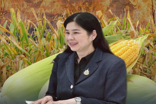 นำเข้าข้าวโพดเลี้ยงสัตว์