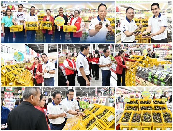 พาณิชย์–ซีพีแอ็กซ์ตร้า ผนึกกำลังเร่งระบายมังคุด 1,000,000 กิโล เข้าสู่แม็คโคร-โลตัส ทั่วประเทศ ช่วยเกษตรกรภาคตะวันออกช่วงปลายฤดู