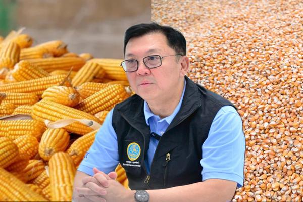 รับซื้อข้าวโพด