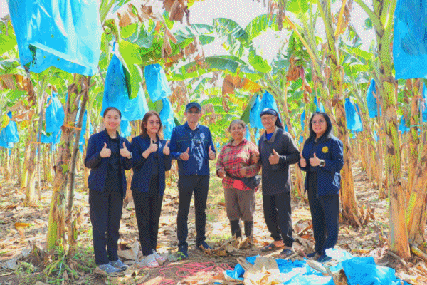 สศก.วิเคราะห์โอกาส'กล้วยหอมทองโคราช' สินค้าเกษตรมูลค่าสูงสู่ตลาดส่งออก ชูโมเดลความสำเร็จ ใช้นวัตกรรม Micro&ndash;Nano Bubbles 